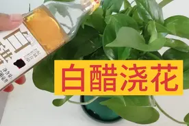 原来白醋浇花，有三大好处，怪不得会养花视频封面