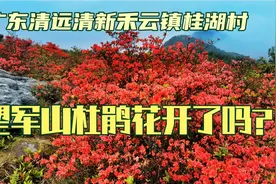 广东清远望军山杜鹃花开了吗？每年四月野生杜鹃花盛开漫山遍野。视频封面