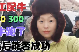 农村现场实拍:人工配牛全过程，没想到母牛跑了，最后能否成功呢