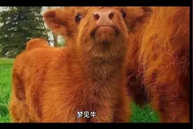 梦见牛视频封面