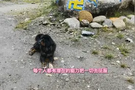 岳宝宝居然跟这大藏獒好上了，西藏碰到老乡很亲切，沿途风景很美视频封面