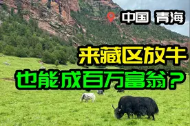 25岁藏族小伙儿，放牛变百万富翁。来高原放一辈子牦牛，你愿意吗视频封面