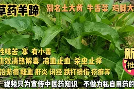 中草药羊蹄别名土大黄，牛舌菜，功能清热解毒凉血止血杀虫止痒。视频封面