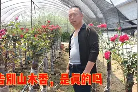 南阳月季种植户：揭密嫁接背后的真相，人工培植会代替山木香吗视频封面