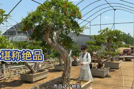 山东大爷养老桩石榴树“品位一绝”，镂空舍利干带雕花，十分神奇视频封面