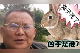 活蹦乱跳的2只兔子，捉来不到3天，竟然被狗咬死了。视频封面
