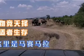 物竞天择，适者生存，这是世界上最好的野生动物动物园之一视频封面