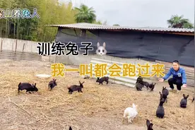 训练兔子，只要我一叫都会过来，😅每天过去都不怕我了。视频封面
