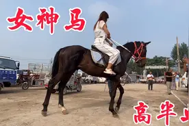 大公马也喜欢美女，第一次骑马就配合听话，这匹半血太棒了视频封面