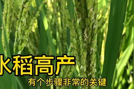 种植水稻高产，只需做好一个步骤，亩产增收400斤，饱满不空壳了视频封面