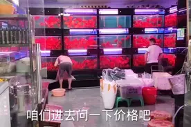广州芳村观赏鱼市场，鹦鹉鱼品相最好的店铺，这个价格值吗视频封面