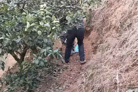 今天到隔壁果园参观用开沟机挖沟，看大叔搞错非常熟练视频封面
