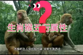 生肖猴五行属性，仅供参考视频封面