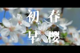 初春早樱，濮大的樱花开了一切都会变好的，艾特喜欢的人来看吧！视频封面