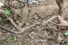 方法不对，一切白费！青皮无花果必须这样剪，早出果果更大味更甜视频封面