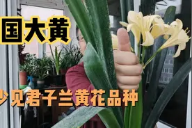 新得君子兰美国大黄，外卷黄花，漂亮！视频封面