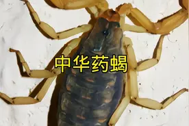 蝎子有何药用价值？视频封面