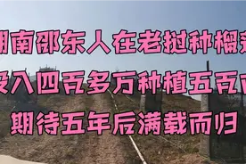 湖南邵东老板来老挝投资四百多万种植榴莲，称这是绿色银行。视频封面