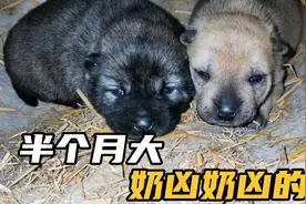 小奶狗刚睁眼就凶性毕露，奶声奶气狂吠不止，长大后绝对不简单视频封面