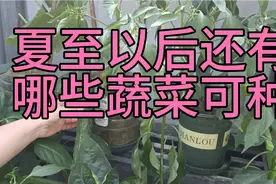 夏至以后，这9种耐高温蔬菜，可以放心种视频封面