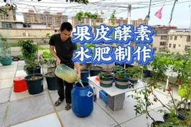 制作果皮酵素有机肥水，加入3物，发酵效果好视频封面