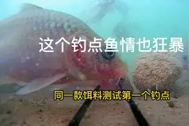 这个钓点鱼情如此疯狂，钓位和开饵方法分享给你们，禾花鱼鲤鱼视频封面