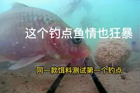 这个钓点鱼情如此疯狂，钓位和开饵方法分享给你们，禾花鱼鲤鱼视频封面