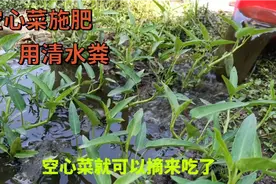 空心菜如何施肥：用清水粪加尿水混合，空心菜长得快过两天就能吃视频封面