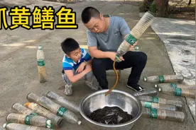 农村小伙抓黄鳝有绝招，矿泉水瓶抓三斤多黄鳝，野生黄鳝这么好抓视频封面
