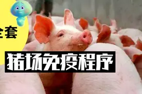 最全套的猪场免疫程序，从母猪繁殖到大猪出栏。拿走不谢视频封面