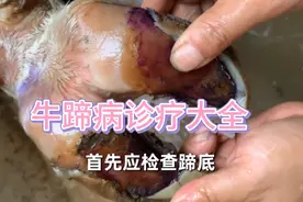造成牛跛行原因很多，要先检查，对症处理！
