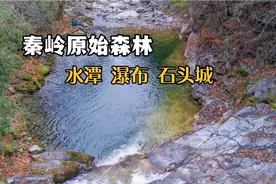 秦岭大山里的原始森林，净化心灵的好地方！视频封面