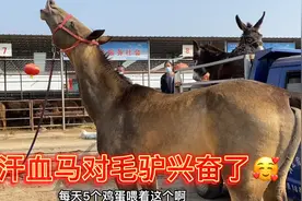土库曼斯坦进口的汗血马对母毛驴兴奋了！种公马的兴奋度太高了！视频封面