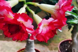 沙漠玫瑰不开花，是这些养护没有做好！视频封面
