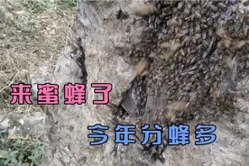 下午四点多来侦查蜂，五点就来蜂，侦查到来蜂过程不到一小时视频封面