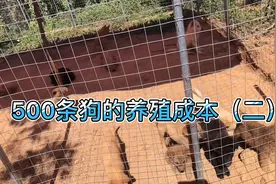 深入了解500条狗的养殖成本视频封面