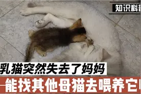 母猫会喂养别人家的孩子吗？视频封面