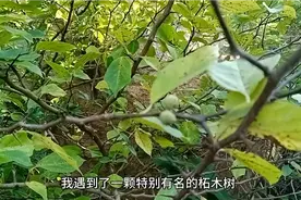 峄山深处的名贵木材～～柘木（又称为帝王木）寸木寸金，清肝明目
