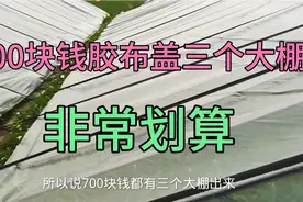 想冬季有菜卖就要这样架棚子！老哥花700块钱的胶布盖得三个大棚视频封面