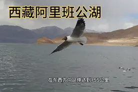 4200米海拔的班公湖，鸟儿的天堂和乐园，中国一侧淡水印度咸水视频封面