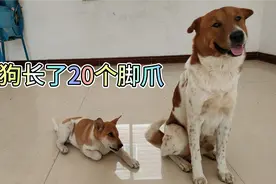 有人说长18个爪的叫狗，长20个爪的叫犬，我家正好有一只长20个爪视频封面