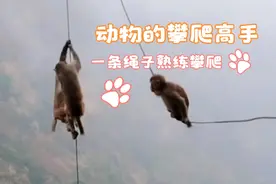 了解猴子生活动物的世界 不愧是攀爬能手