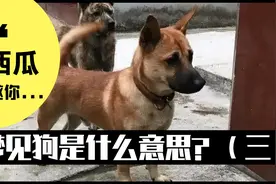梦见狗是什么意思？做梦梦到狗好不好？（三）视频封面