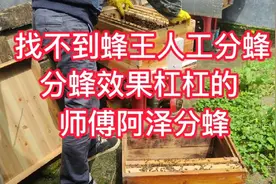 找不到蜂王人工分蜂，这样分蜂效果很好。视频封面