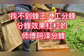 找不到蜂王人工分蜂，这样分蜂效果很好。视频封面