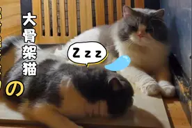 14斤大骨架高地长毛猫和脸谱蓝白配对，看它们是进展是否顺利？视频封面