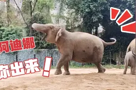 【亚洲象叽咕】首领大佬持续控诉“快放阿迪娜出来！！！”视频封面