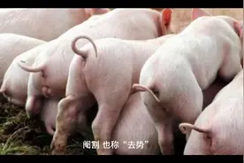 阉割猪最早出现在哪个年代？它的好处是什么？附正确的方法视频封面