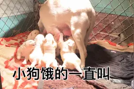 18天的拉布拉多饿的汪汪叫，母狗坐起让小狗吃奶视频封面
