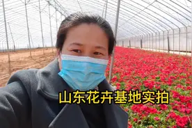 山东花卉基地，矮牵牛丛生芝樱花状态好，你喜欢这样的地方吗？视频封面